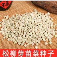 批發(fā)當(dāng)季新松柳種子 水培松柳苗種子 四季種植三角豌豆芽苗菜種子